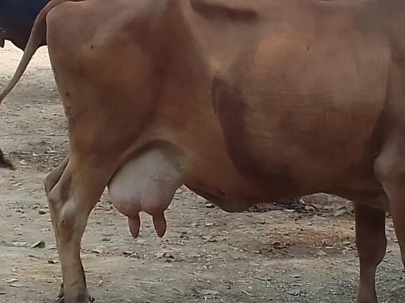 gabhan 10 kg milk — photo 3