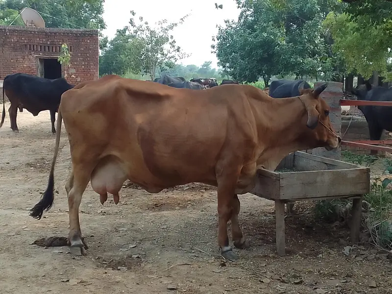 gabhan 10 kg milk — photo 4