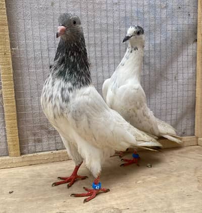 ta bend bredr pair for sale