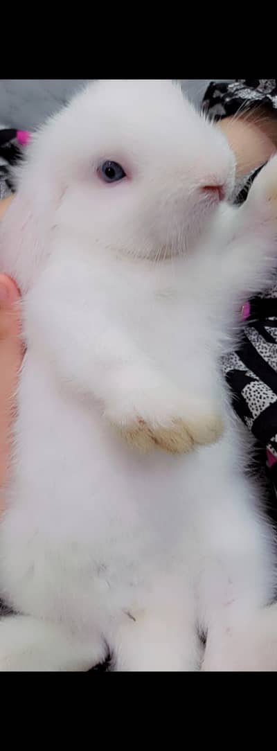 Holland loop bunny