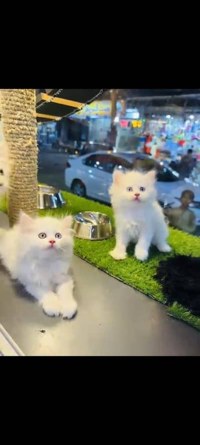 persian cat for sale MywatsapppNumber 0320-19-06-573