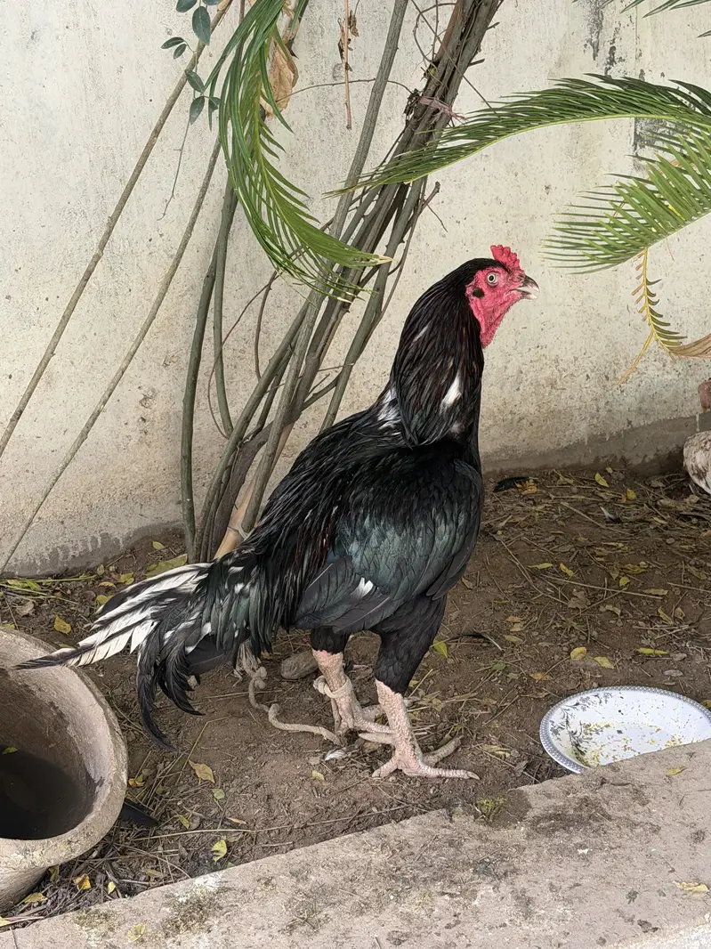 Pure Aseel MIAWALI MURGA — photo 2