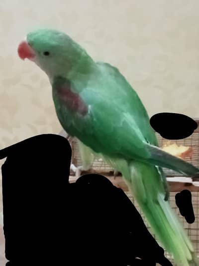 Raw Parrot 