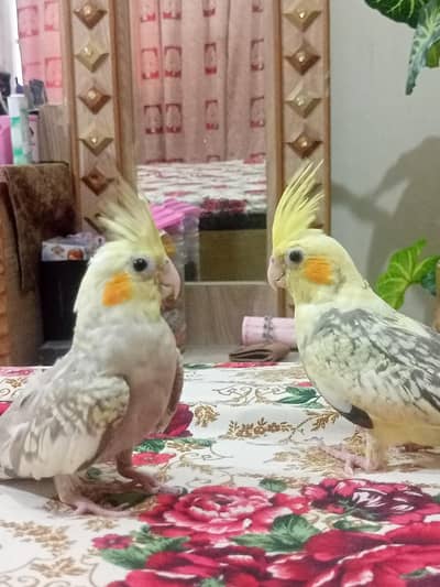 Hand tame friendly cocktail parrots