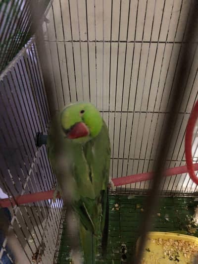5 Ringneck parrot male female available