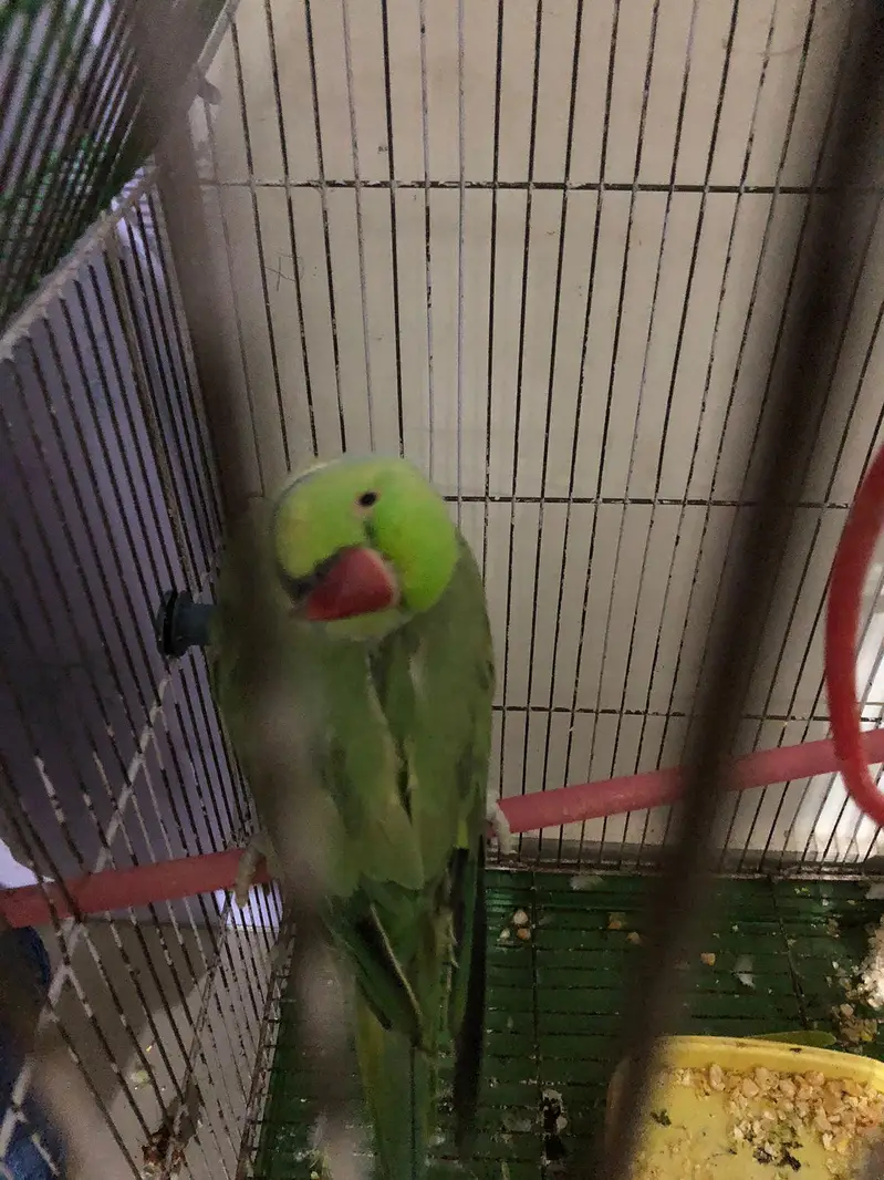 5 Ringneck parrot male female available