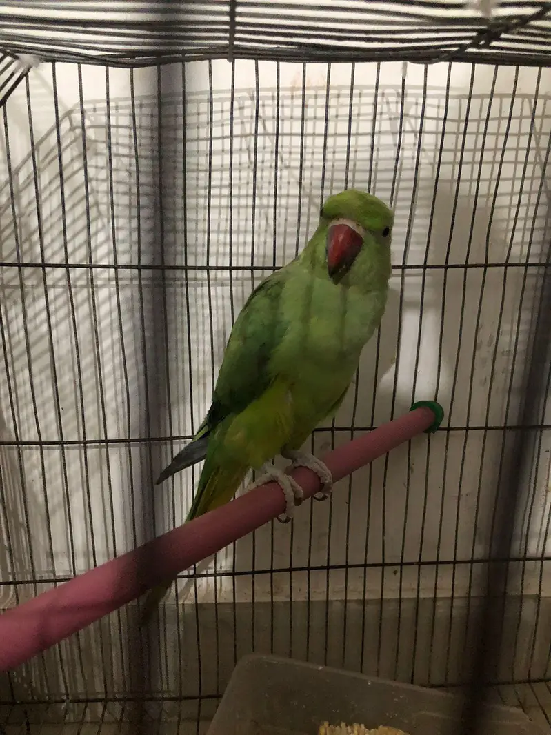 5 Ringneck parrot male female available — photo 2