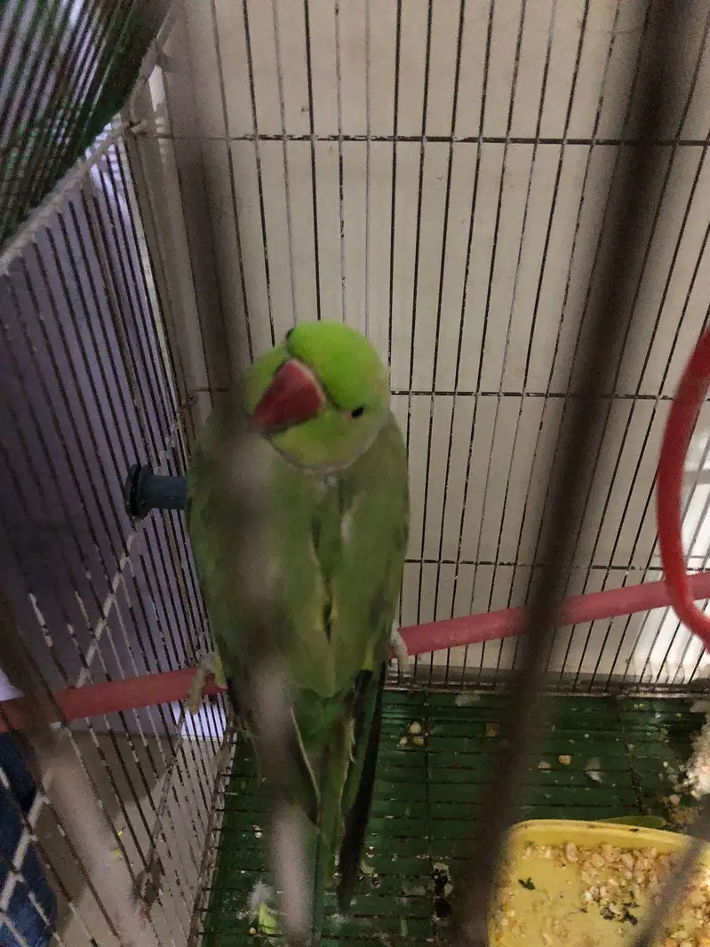 5 Ringneck parrot male female available — photo 3