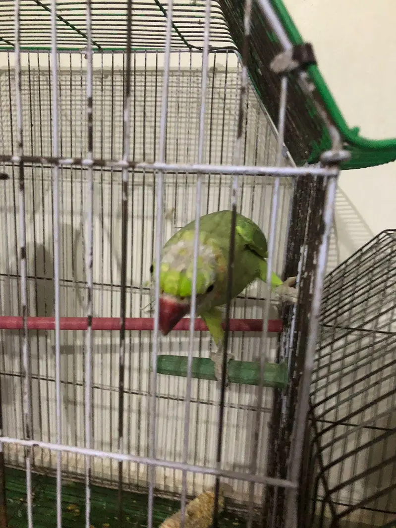 5 Ringneck parrot male female available — photo 4