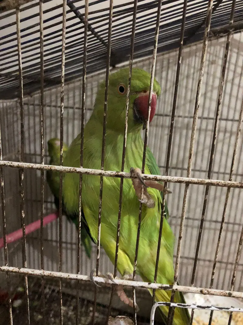 5 Ringneck parrot male female available — photo 5