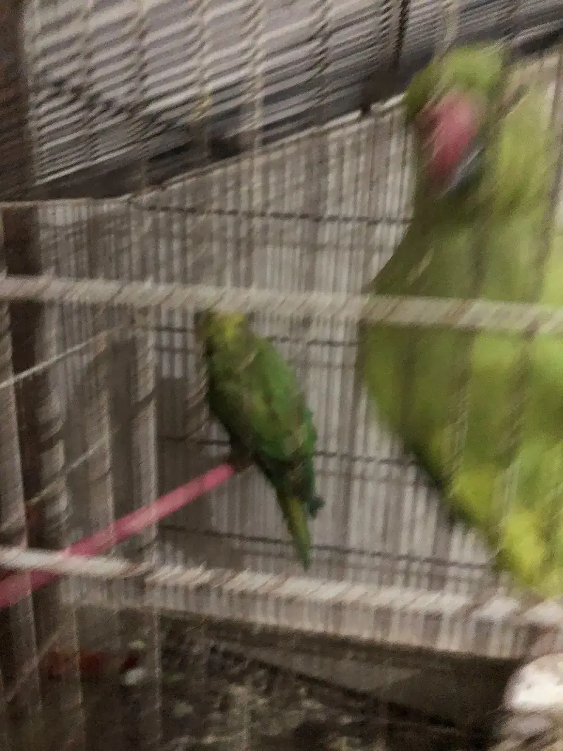5 Ringneck parrot male female available — photo 6