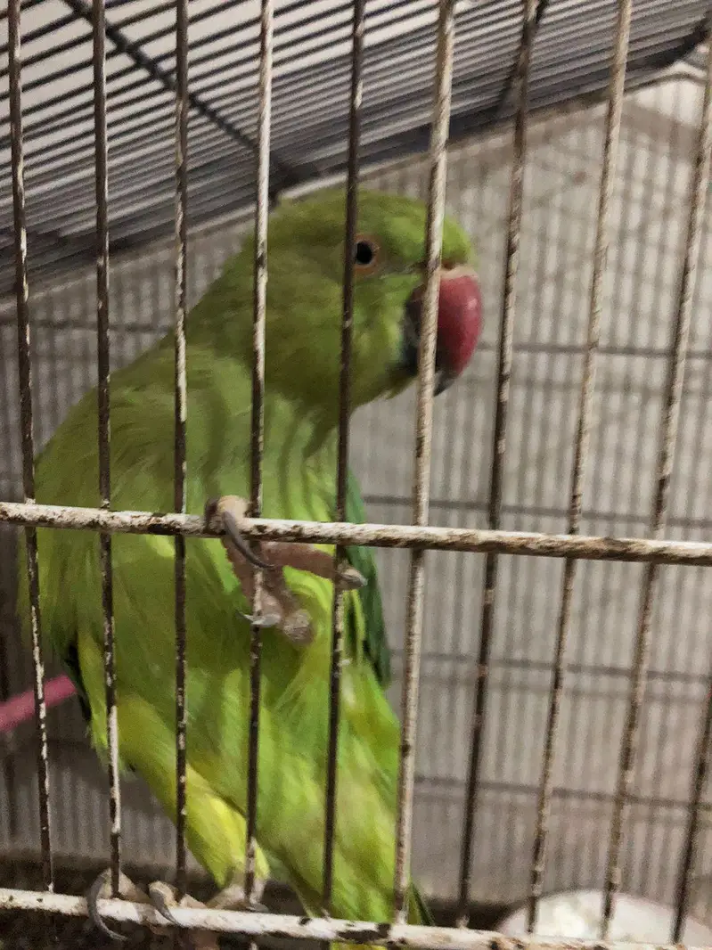 5 Ringneck parrot male female available — photo 7