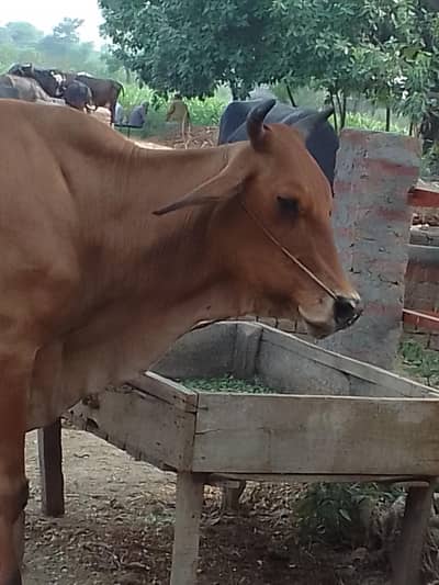 Dr pass 10/12kg milk