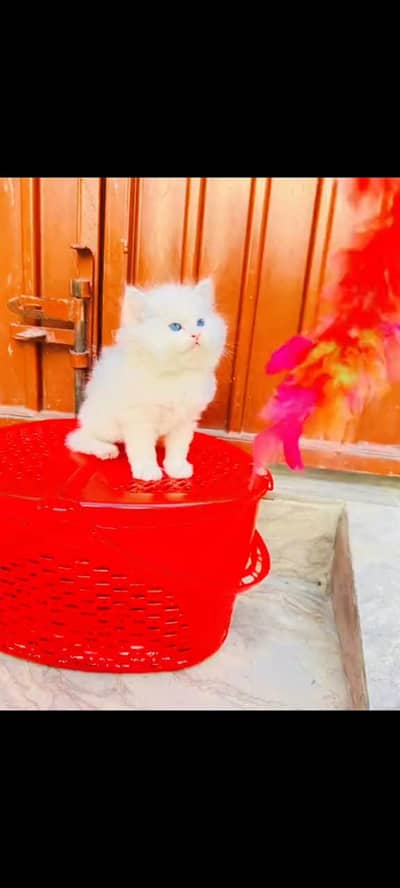 persian cat for sale MywatsapppNumber 0320-19-06-573