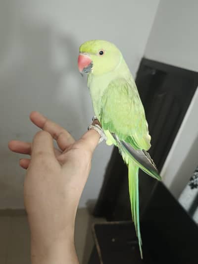 talking male parrot