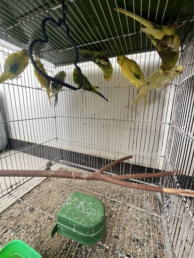 Budgies (australian) parrots