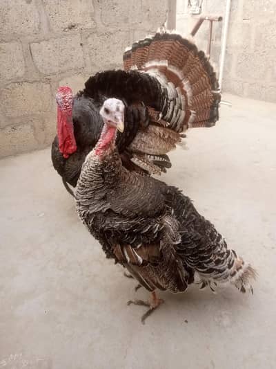 turkey