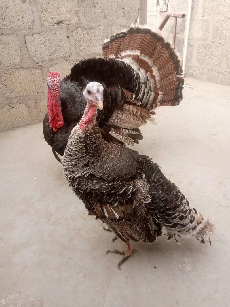turkey 0
