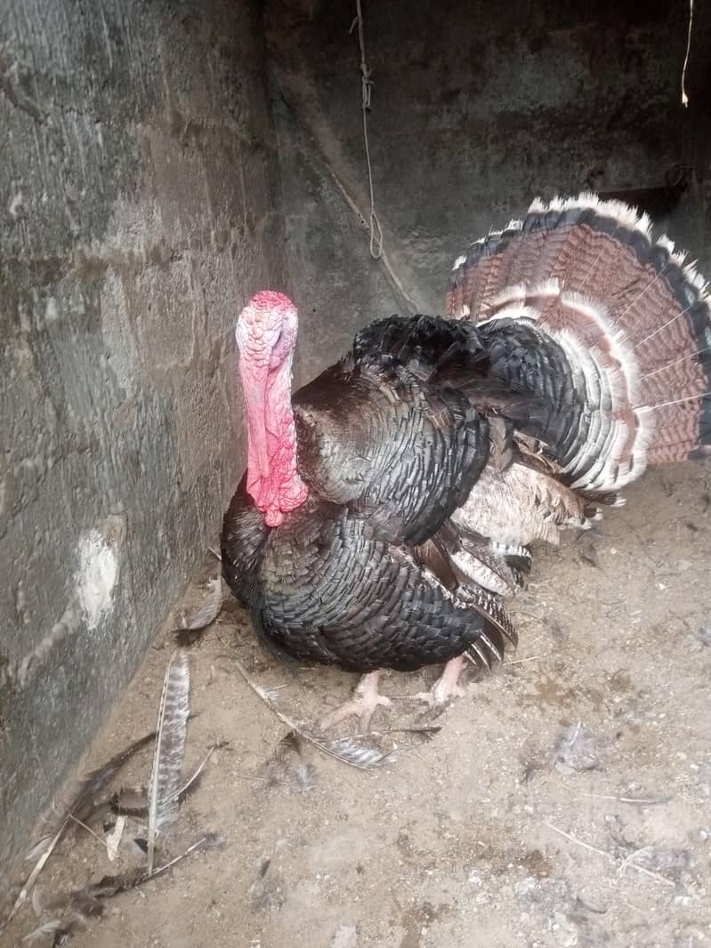 turkey 1