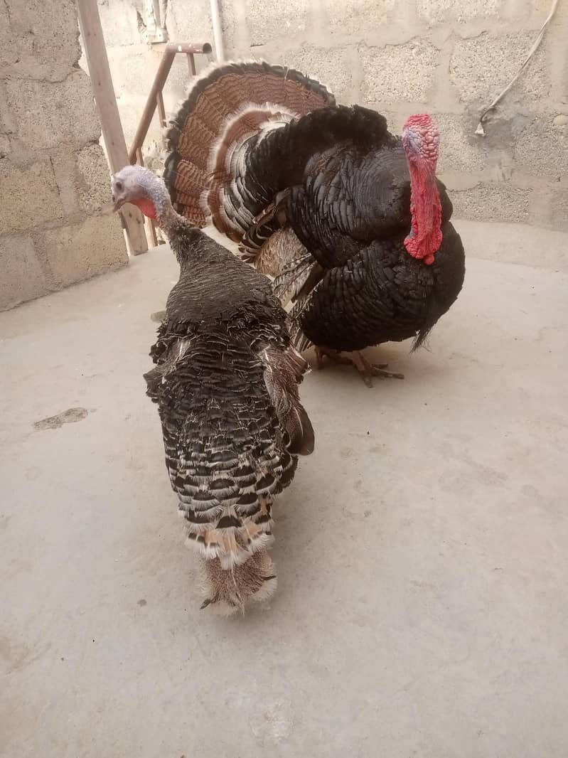 turkey 2