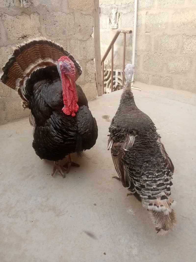turkey 3