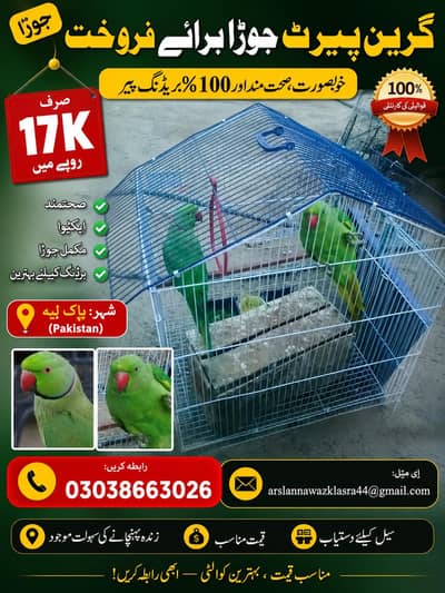 Healthy & Active Pair of Parrots for Sale – 2 Years Old