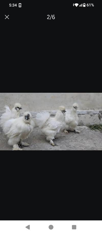 Silkie chicks