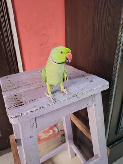 male talking parrot