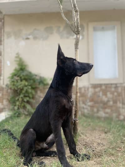 Pure Black German Shepherd Male
