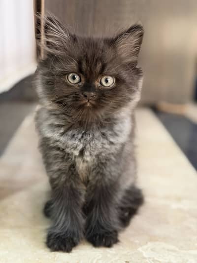 Male Kitten for Sale 