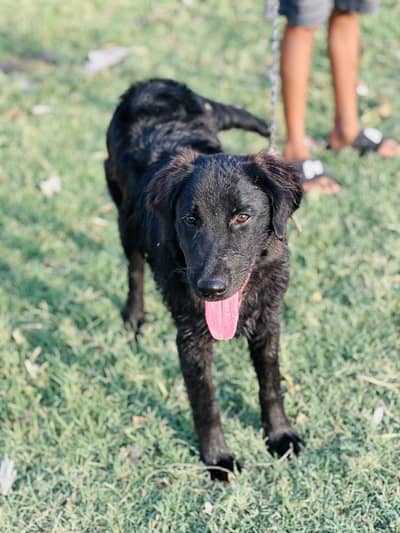 Lebrador+Retriever cross