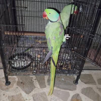raw male hande tame