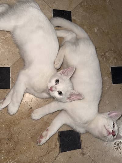 Kittens