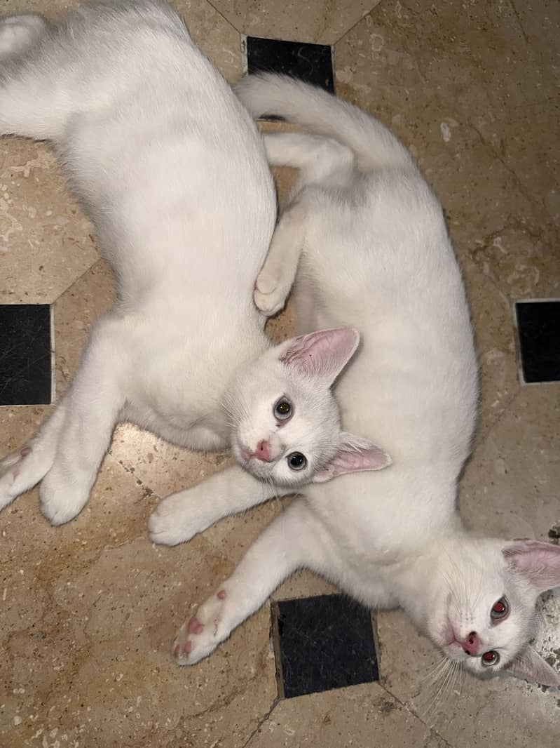 Kittens 1