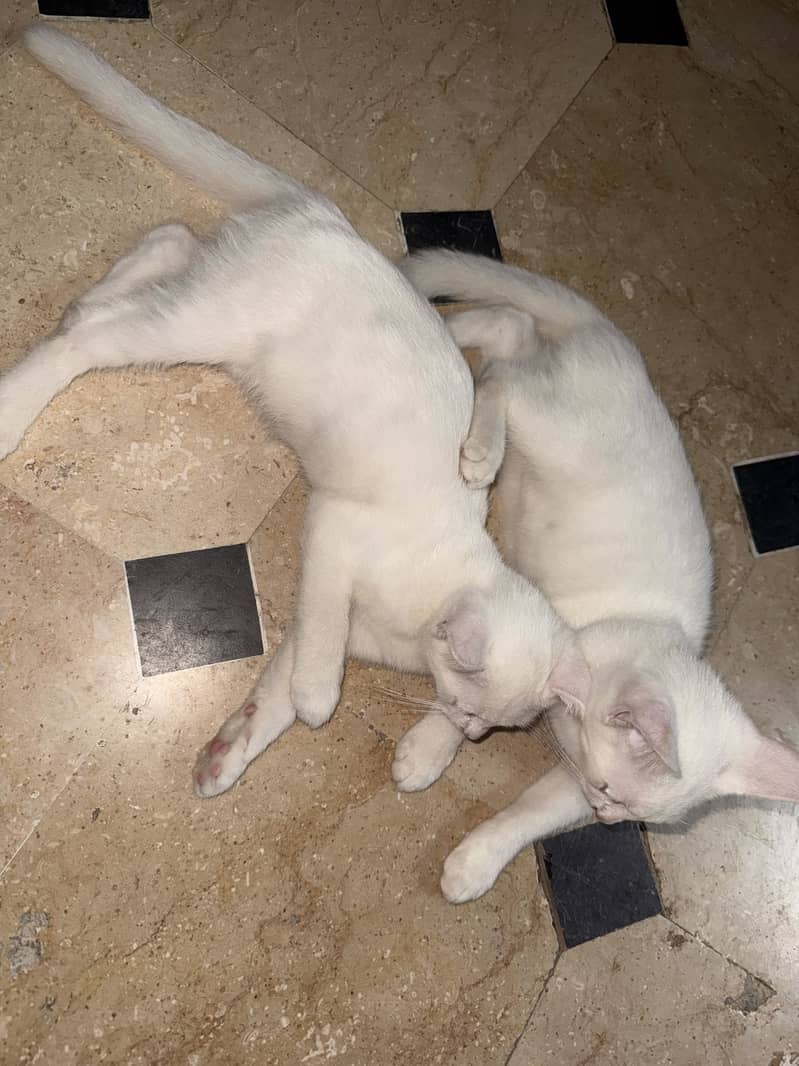 Kittens 2