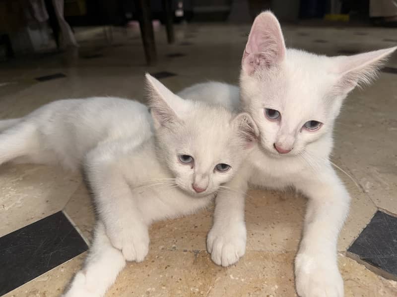 Kittens 3