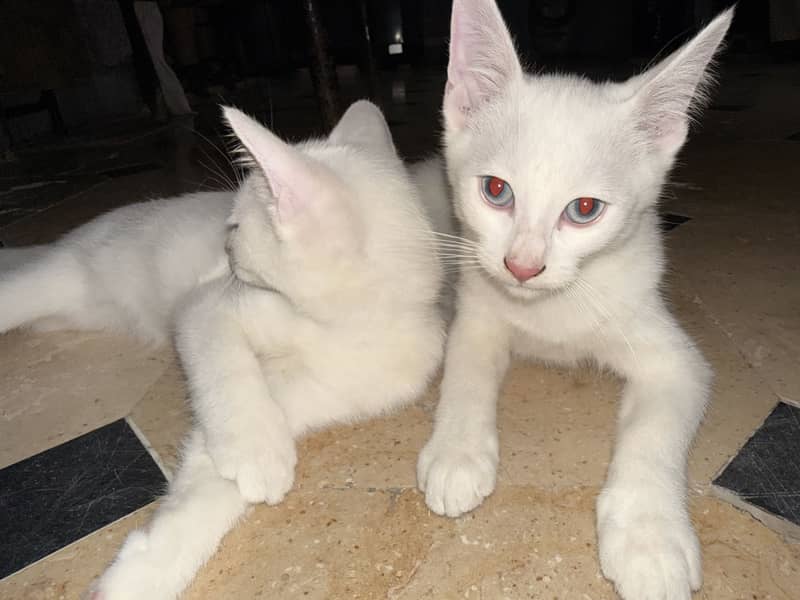 Kittens 4