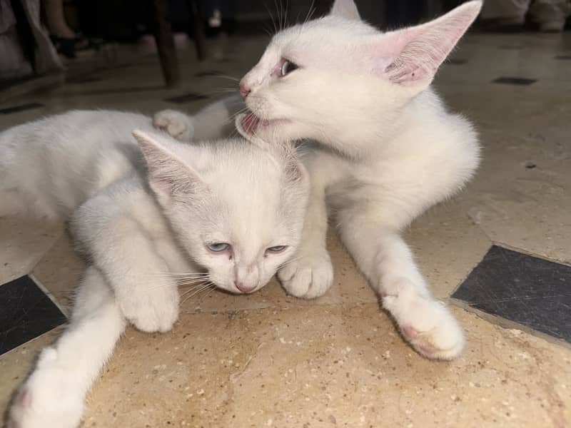Kittens 5