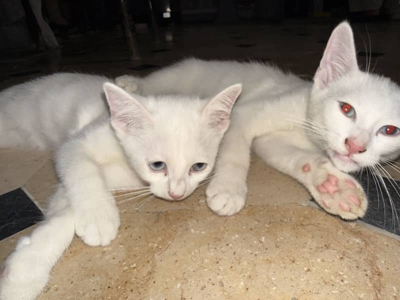 Kittens 6