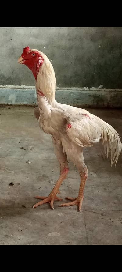 white shamo aseel