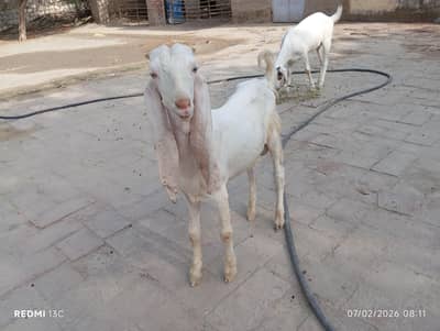 Baloch goat farm