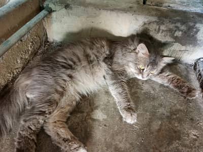 cats for sale in Good Health