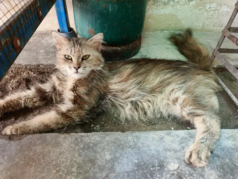 cats for sale in Good Health — photo 2
