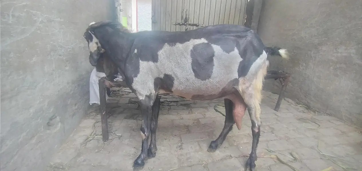 Pure Guban Betal Bakri , 35+ height , Full final 85 hazar — photo 3