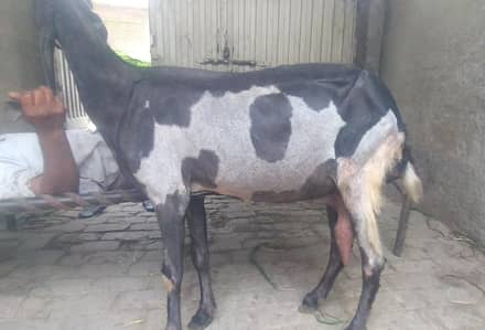 Pure Guban Betal Bakri , 36+ height .
