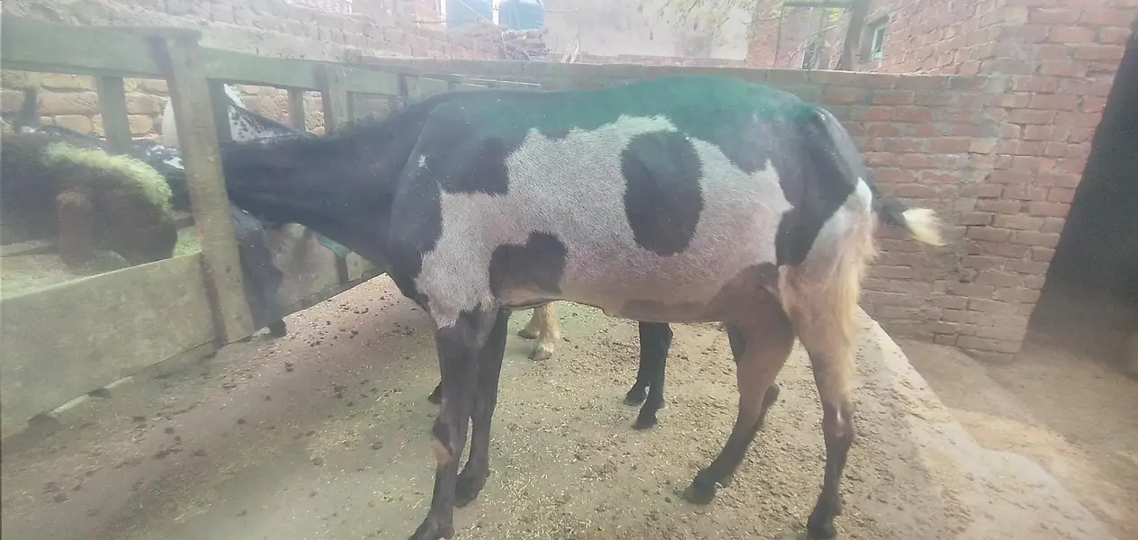 Pure Guban Betal Bakri , 35+ height , Full final 85 hazar — photo 4