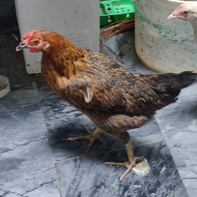 4 desi hens and 1 rooster for sale