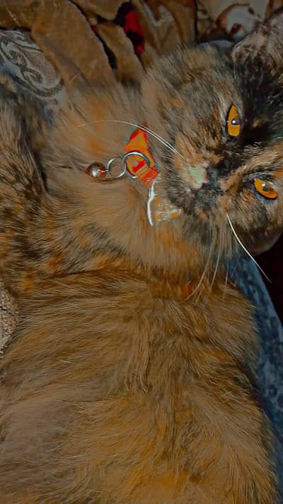 Persian cat for sale female cat