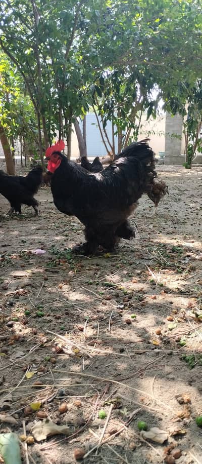 black buff ,aseel chicks
