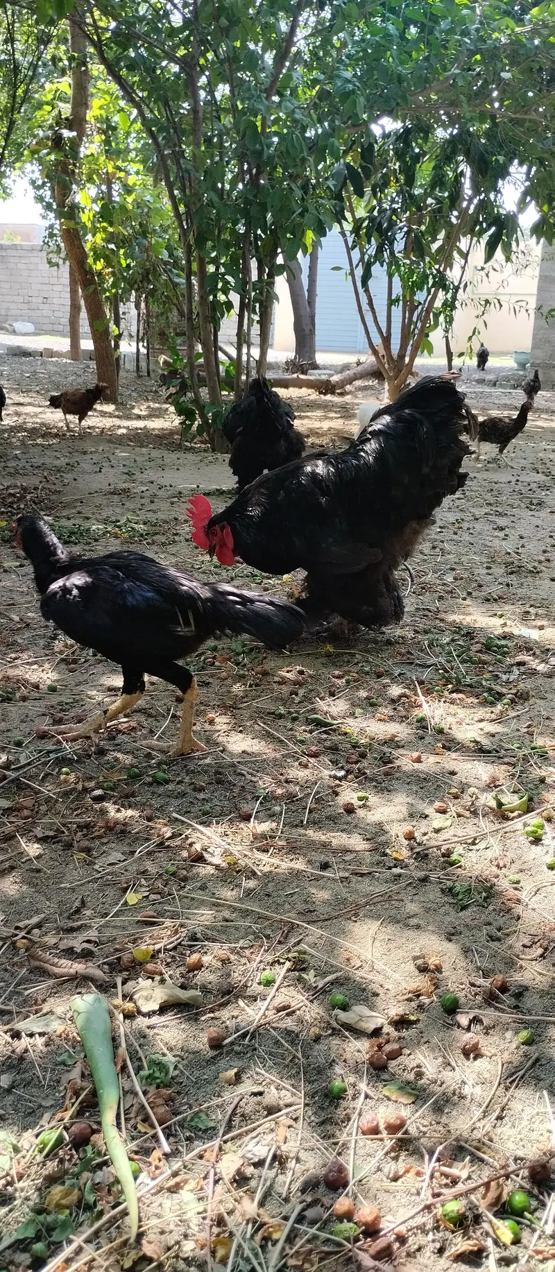 black buff ,aseel chicks — photo 2